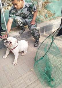 石家庄养狗最新爆料,最新爆料揭示养犬新动向 第2张 石家庄养狗最新爆料,最新爆料揭示养犬新动向 第2张